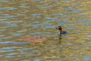 A Colourful Duckling Swimming in a Small Lake in Spring
