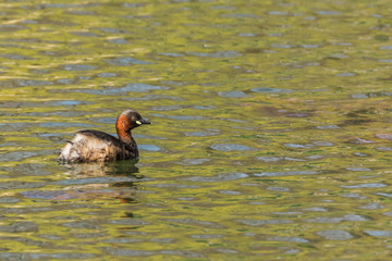 A Beautiful Duckling Revealing Its Fantastic Colours