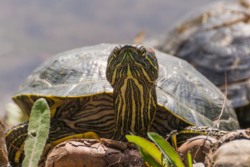 A Curious Tortoise Raising the Head to Its Visitors