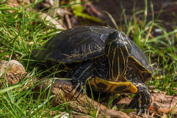 A Beautiful Striped Tortoise Resting in the Spring Sun