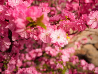 Pink plum tree flowers
