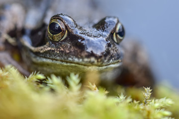 Frog on moss close up