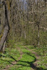  Woodland walking and hiking pathway with tall trees at early spring. Early spring landscape. A woodland pathway leading through tall trees.