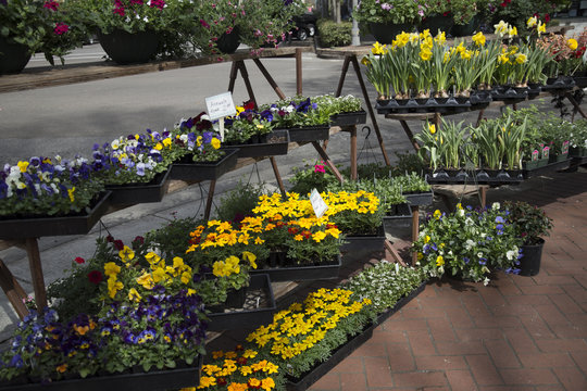 Sidewalk Display With Shelves Of Colorful Spring Plants For Sale