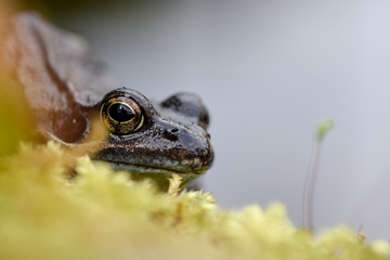Frog on moss close up