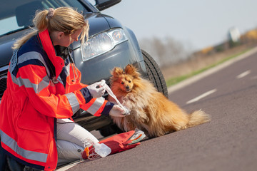 German animal medic treats an injured dog. The german word Rettungsdienst means rescue service.