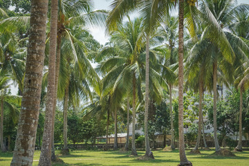 Palmenplantage