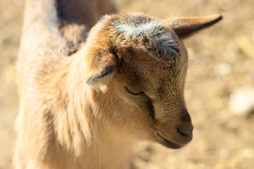 Fototapeta premium Seitenansicht eines Kopfes einer neugeborenen Ziege