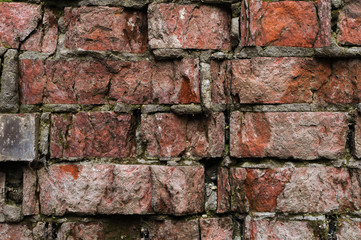 Grunge background Old brick wall weathered and falling apart. The cement interlayers between the bricks were covered with green moss. Impact of moisture on brick buildings