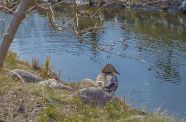 Brown mallard female duck nearby water of park river landscape