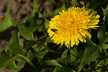 A Beautiful Dandelion in Spring