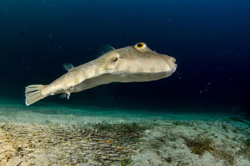 Fototapeta premium Reef fishes from the sea of cortez, mexico