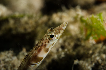 Fototapeta premium Blennys from the sea of cortez, mexico.