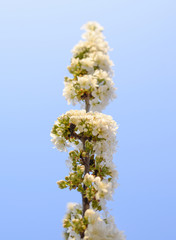 Prunus avium Flowering cherry. Cherry flowers on a tree branch