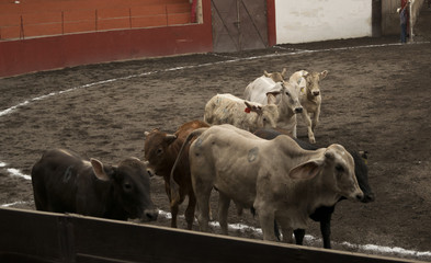 Bulls of different colors and sizes