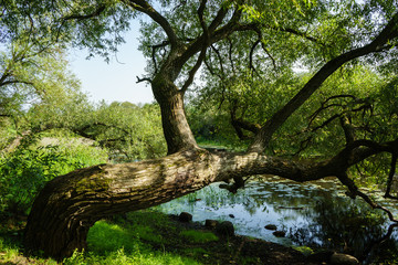 Weeping willow over the river