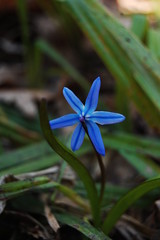 Obraz premium Scilla siberica, Siberian Squill