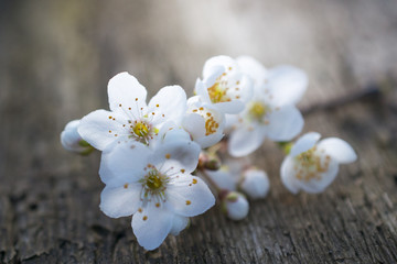 white blossom on old wood background shallow dof