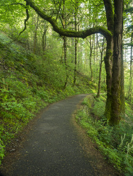 Paved forest pathway