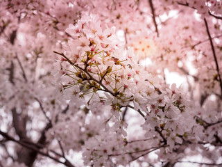 Beautiful cherry blossom sakura in spring