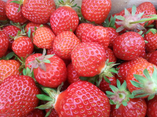 rote Erdbeeren - Symbol der Freude und Freundschaft