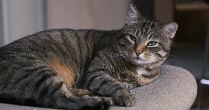 chat sur un fauteuil