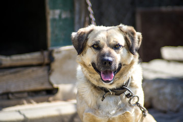 Dog on a chain. The dog protects the house.