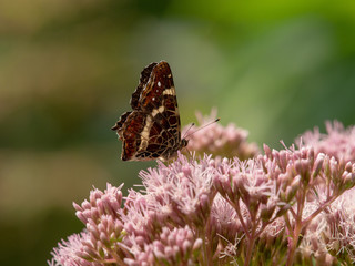 butterfly searching nectar