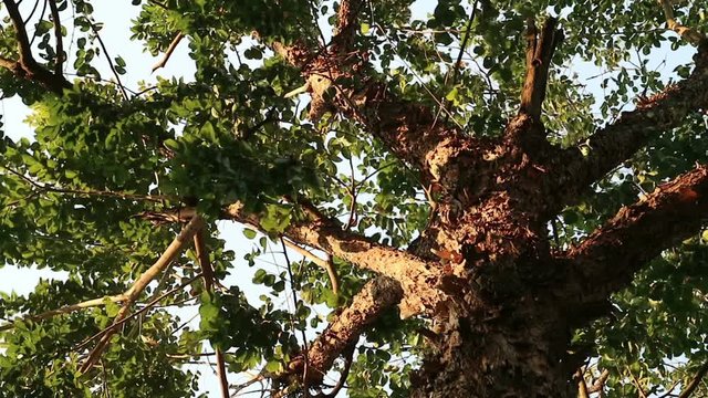 Bizarre monster tree with peeling flaky bark. Pterocarpus macrocarpus also known as Burma padauk.