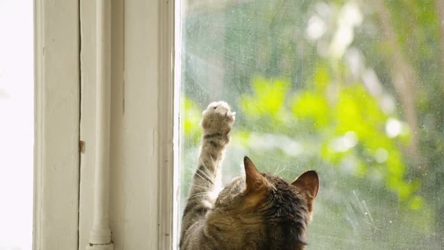 chat qui joue en gros plan