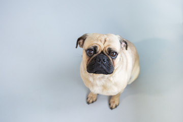Obraz premium Cute overhead view of pug dog
