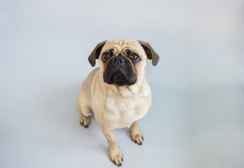 Cute Pug dog on a white background
