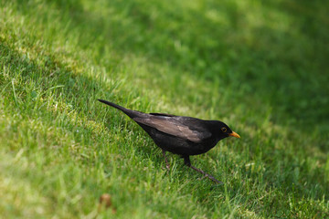 schwarze Amsel geht zu fuss