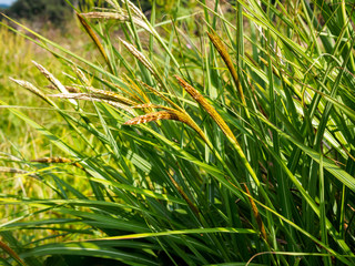 Green wild reeds in field