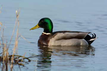 Mallard on a lake in Sweden