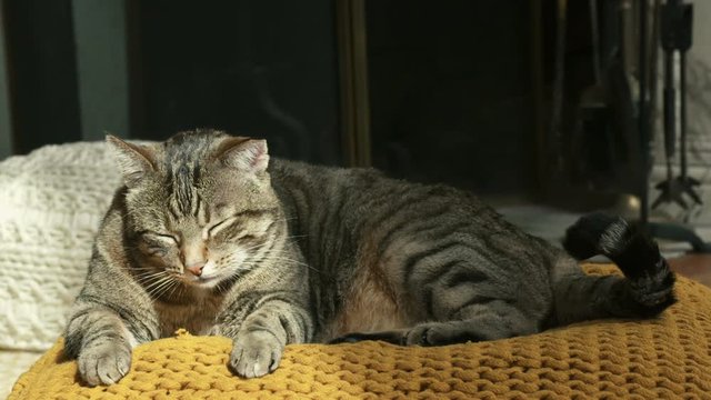 chat en gros plan
