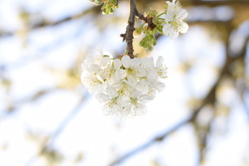 Prunus avium Flowering cherry. Cherry flowers on a tree branch