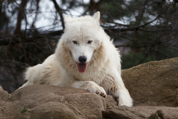 Obraz premium White canadian wolf 