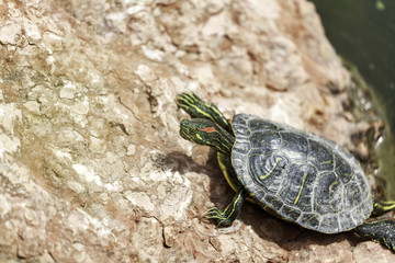 Trachemys scripta elegans,  the red-eared terrapin