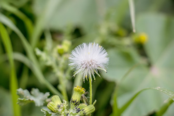 White dandelion flower