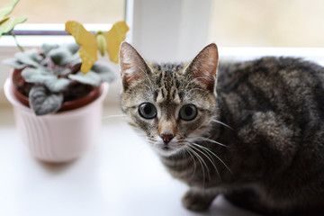 Beautiful brown grey striped cat sitting on white windowsill and looking straight at camera closeup with copy space for text.