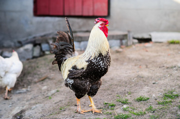 a hen on a ground