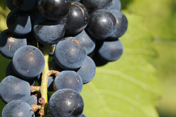 Grappe de raisin blanc