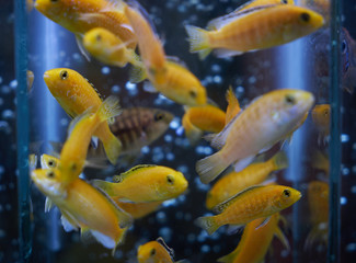 Tropical yellow fishes. Electric yellow cichlid Labidochromis caeruleus Malawi Aquarium Fish