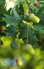 Feuilles de chêne et glands