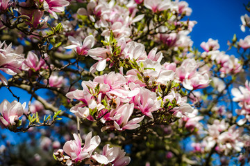 Beautiful pink magnolia on blue sky background, sunny day