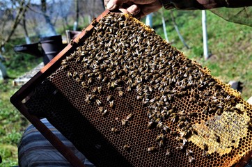 a group of beekeepers work in the apiary