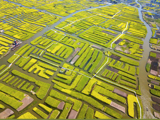 aerial photo of Thousand island rapeseed