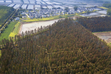 aerial photo of forest