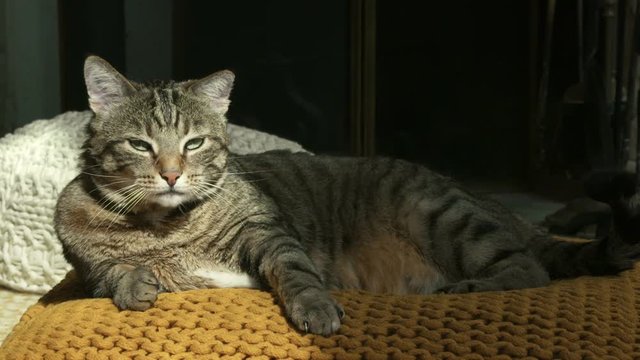 chat en gros plan